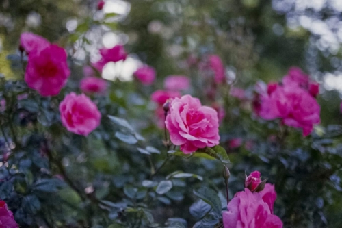 fuji-c200-roma-orto-botanico-8-maggio-2021-015