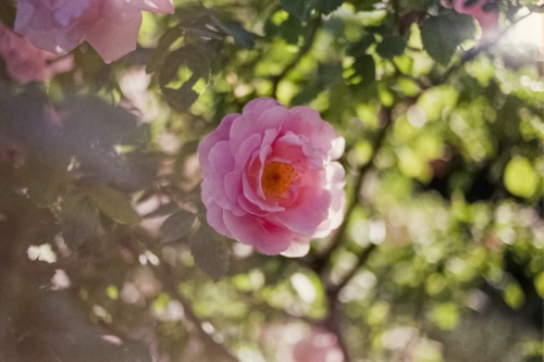 fuji-c200-roma-orto-botanico-8-maggio-2021-019