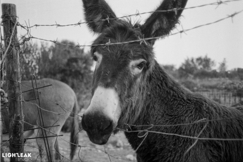 kentmere400-agosto2019-hc110-24