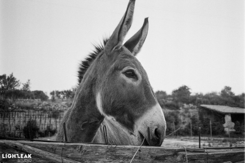 kentmere400-agosto2019-hc110-27