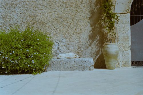 kodak-gold-200-2025-web-019
