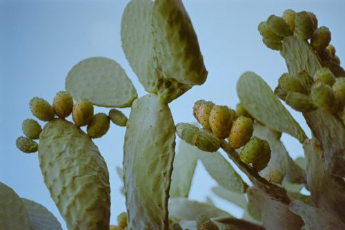 kodak-gold-200-2025-web-023
