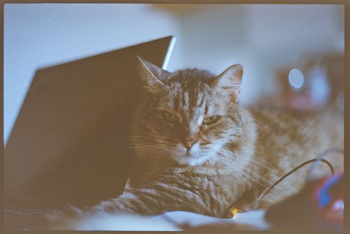 kodak-gold-200-estate-2025-web-002