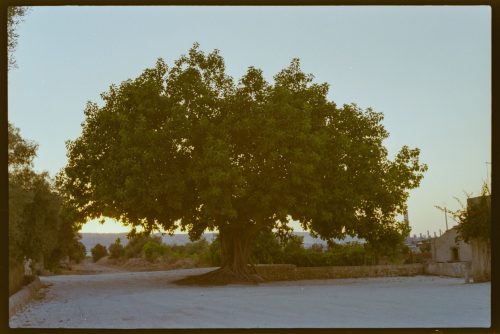 kodak-gold-200-estate-2025-web-011