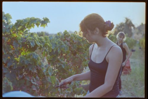 kodak-gold-200-estate-2025-web-021