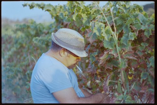 kodak-gold-200-estate-2025-web-022
