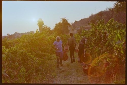 kodak-gold-200-estate-2025-web-023