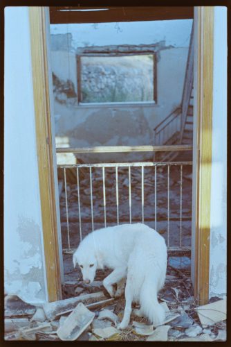 kodak-gold-200-estate-2025-web-024