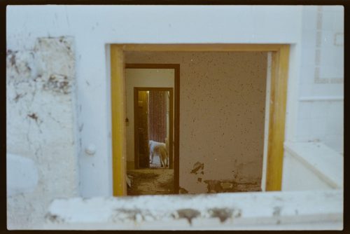 kodak-gold-200-estate-2025-web-026