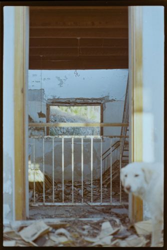 kodak-gold-200-estate-2025-web-028