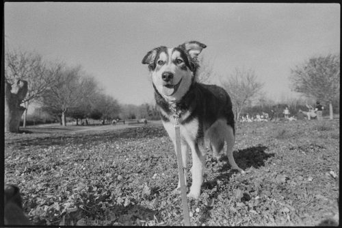 kodak-trix-400-2024-web-016