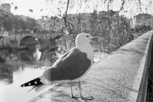 superpan200-D76-parchi-roma-gennaio-2021-013